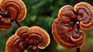 ganoderma lucidum tkm